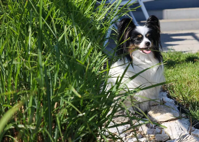 Komandorski Przy Aquaparku