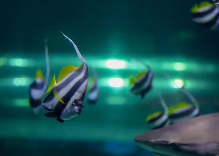 Komandorski Przy Aquaparku *